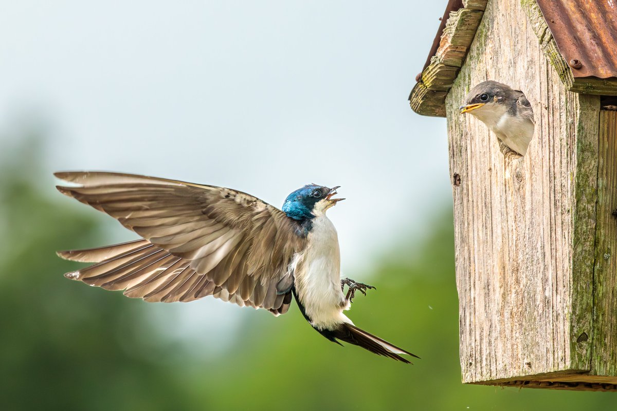 Papa Tree Swallow in the process of offering a tasty breakfast of freshly caught insects to one of his nestlings.

Photographed with a Canon 5D Mark IV & 100-400 f/4.5-5.6L lens.

#birdwatching #birdsinflight #wings #treeswallows #naturephotogrphy #teamcanon #canonusa