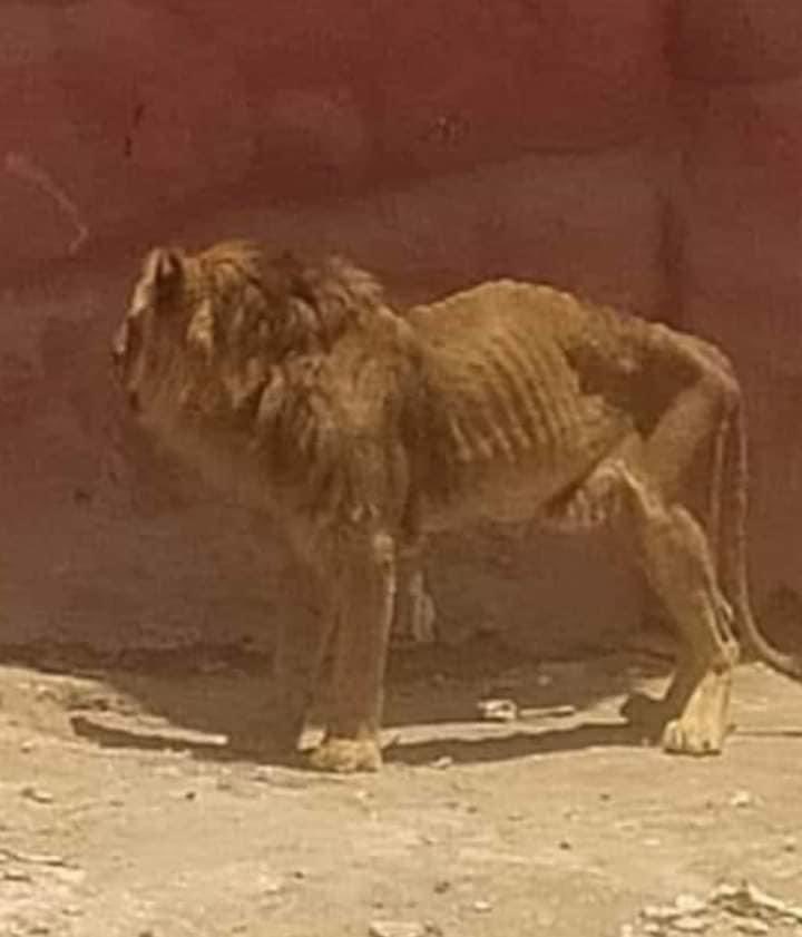 Ne_zaha's tweet photo. جريمة في حق حيوان كان يعيش ويعتمد على نفسه يجوع يوما ويشبع يوما وحياته على أفضل وجه الى أن تدخل الإنسان 

صورة مؤلمة ومحزنة أن تأخذ حيوان من مكانه ثم تجعل ظهره يلتصق ببطنه من الجوع! https://t.co/5qKI3dOnBT