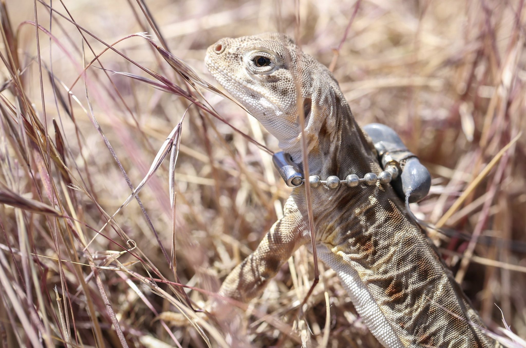 Lizard with collar top