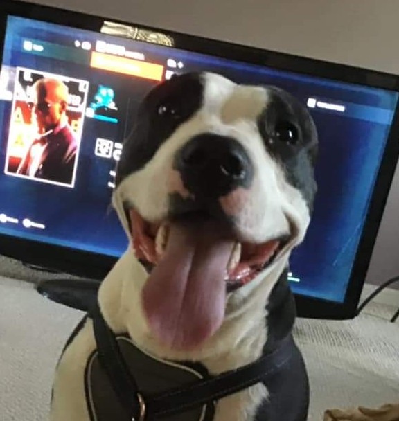 Whatever these orcas are up to, Moo wants in