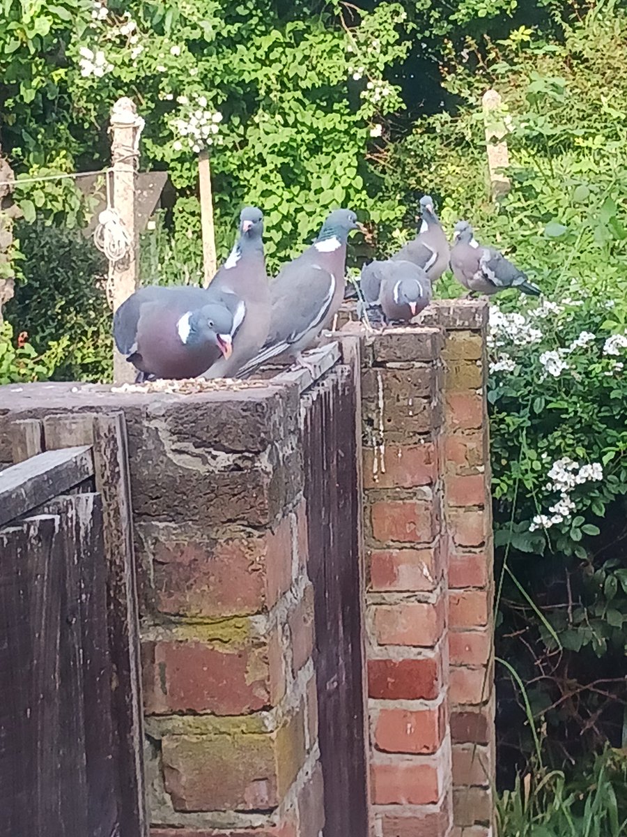 Just arrived home from work and threw some seed out for the Robin and this lot landed.