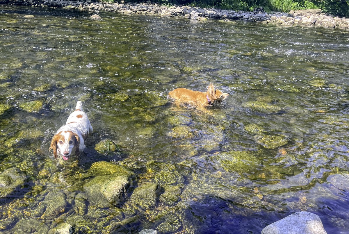 Cooling  off .... 💦 😅
#DogsOfTwitter