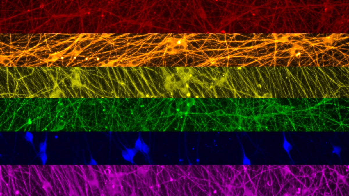 🏳️‍🌈 Happy Pride! 🏳️‍🌈

From the Anatomic team and our diverse donor lines

❤️🧡💛💚💙💜

#PrideMonth #notyouraverageneuron #drugdiscovery #stemcells