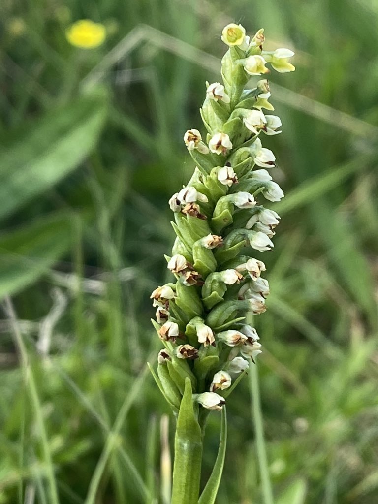 BSBIscience's tweet photo. Lovely day in Ribblesdale today showing @HarrogateNats members some of the botanical highlights including Globeflower, Small White-orchid, Heath Fragrant Orchid and Rock Lady’s-mantle 1/2 https://t.co/qqZlUUidPP