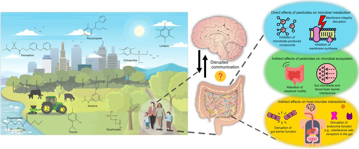 John F. Cryan (@jfcryan) on Twitter photo Pesticide exposure and the microbiota-gut-brain axis - What do we know?
PhD student Rie Matsuzaki and Senior Researcher @EoinGunnigle lead a review of the evidence as part of our EU <a href="/SprintH2020/">SPRINT: Assessing the impacts of pesticide use</a> project.
Just out in <a href="/ISMEJournal/">The ISME Journal</a>
A lot remains unknown..
nature.com/articles/s4139… Pesticide exposure and the microbiota-gut-brain axis - What do we know?
PhD student Rie Matsuzaki and Senior Researcher @EoinGunnigle lead a review of the evidence as part of our EU <a href="/SprintH2020/">SPRINT: Assessing the impacts of pesticide use</a> project.
Just out in <a href="/ISMEJournal/">The ISME Journal</a>
A lot remains unknown..
nature.com/articles/s4139…