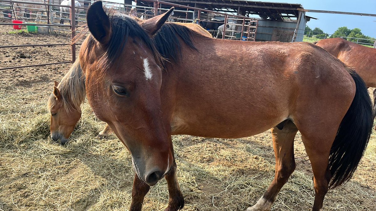 We don't have 'Well Known' or Fancy #WildHorses from certain HMA's we save ones NO ONE wants that Deserve to Live Too @WildCorp is Not a big Org with huge contacts & donors & struggle ea month doing the best to save & care for Thrown Away #Horses Feet need done & need #Help with…