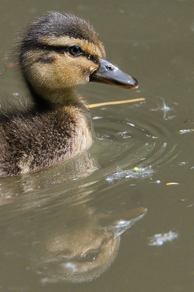 Mallard duckling #ThePhotoHour #dailyphoto #PintoFotografia #photography #fotorshot #Viaastockaday #art #photooftheday #photographer  #portraitphotography #birds 
#wildlifephotography #bird_planets