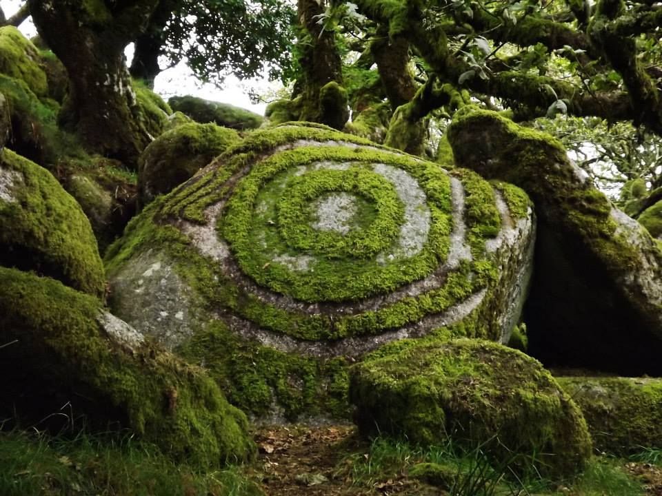 Mystical appeal of Witsman's Wood. Dartmoor Devon, England. NMP.