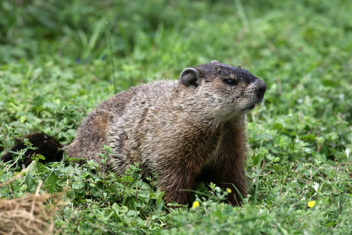 While we wait, here are some pictures of groundhogs 🦫

#HaasF1 #CanadianGP #FP1