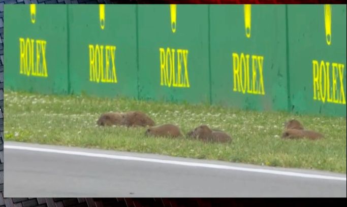 🇨🇦 #FP1: The groundhogs get a front row seat to the #CanadianGP!

#CarlosSainz | #ScuderiaFerrari | #F1