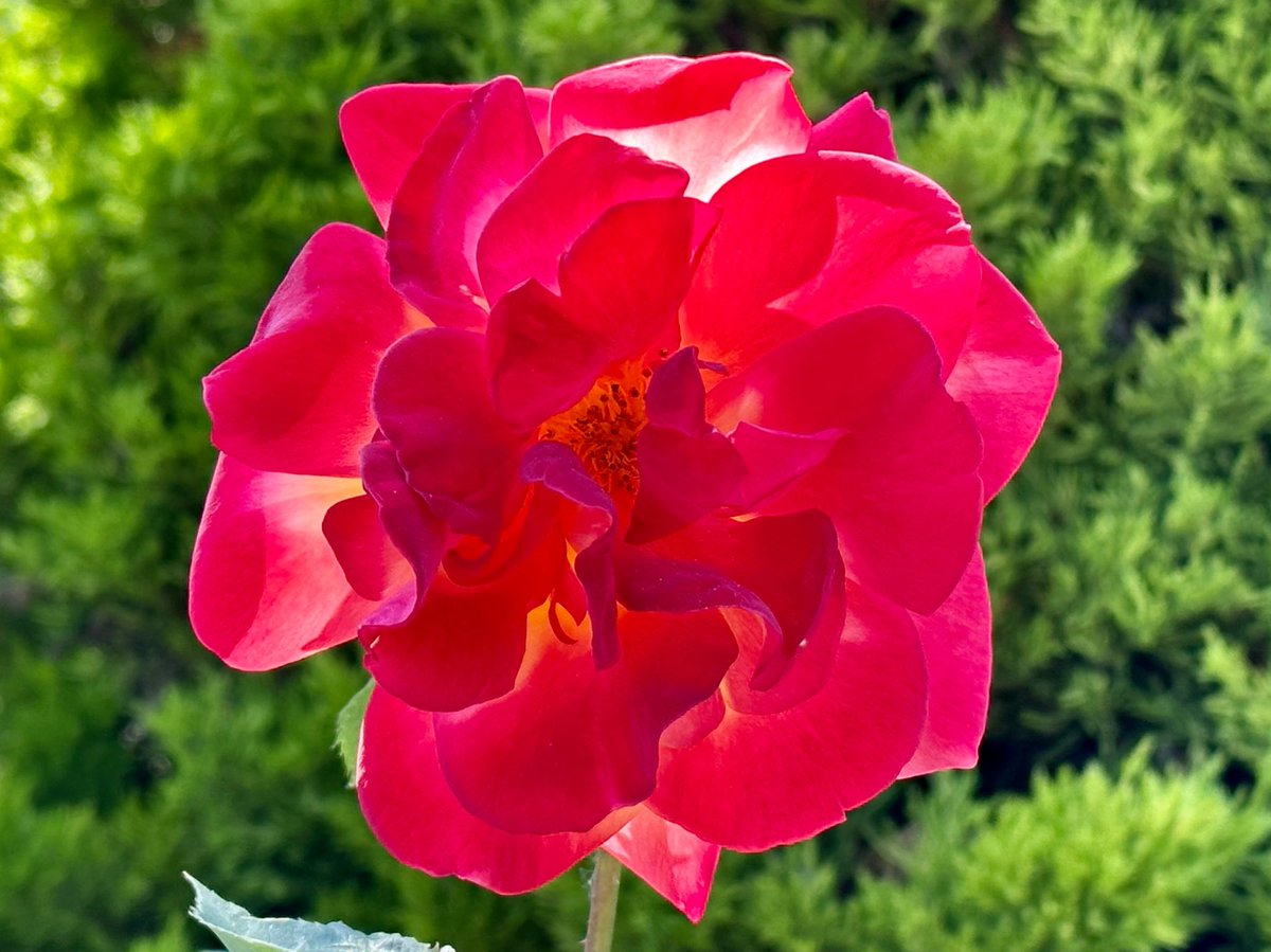 Summer rose glowing in the sunshine.

#rose #summer #sun #sunshine #glowing #glow #garden #gardening #summerflowers #flower #flowers #englishroses #roses #flowerhead #closeup #nature #growth