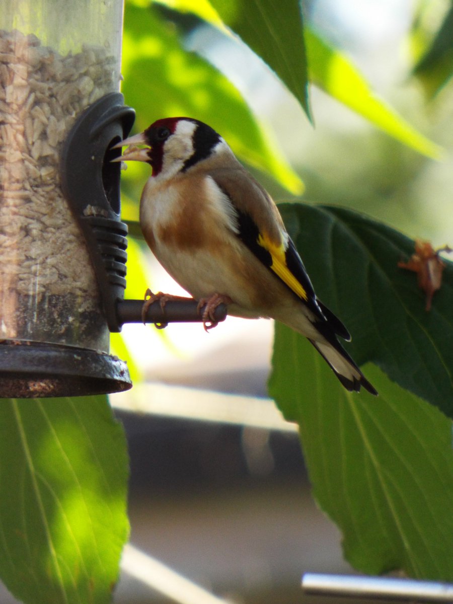 wildlifefavs's tweet image. Peaceful #FridayFeeling @goateetiger @GaryHolpin @CarlBovisNature @lou_bitch @Steveredwolf @Tracking_Signs @Tweets_rw @nealesmithworld @LGSpace @Wharfephotos #FridayVibes #WeekendVibes 😊