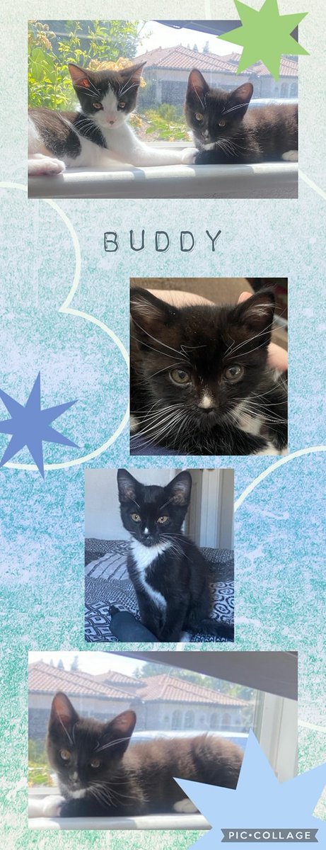 Available June 17
Buddy
Male
12 weeks

Prefers FF kitten wet food but also will eat Purine one kibble dry food
 May need a slow to introduce with other kitties.
shelterluv.com/matchme/adopt/… 
#adoptdontshop #adoptme #kittens #petsmart1184 #rosevilleca