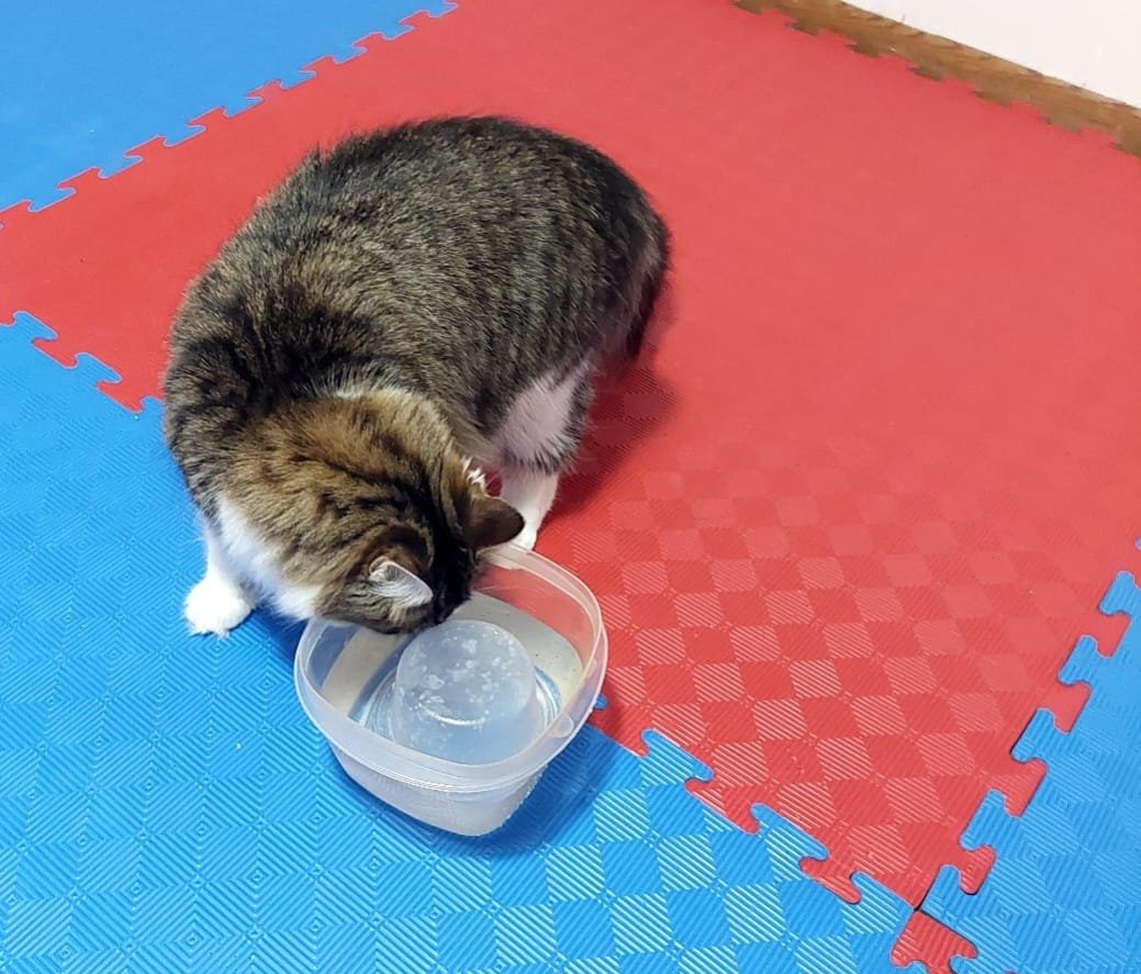 gcmaybeme's tweet photo. There is a kitten drinking my game dev project. https://t.co/03xqvL5ZnG
