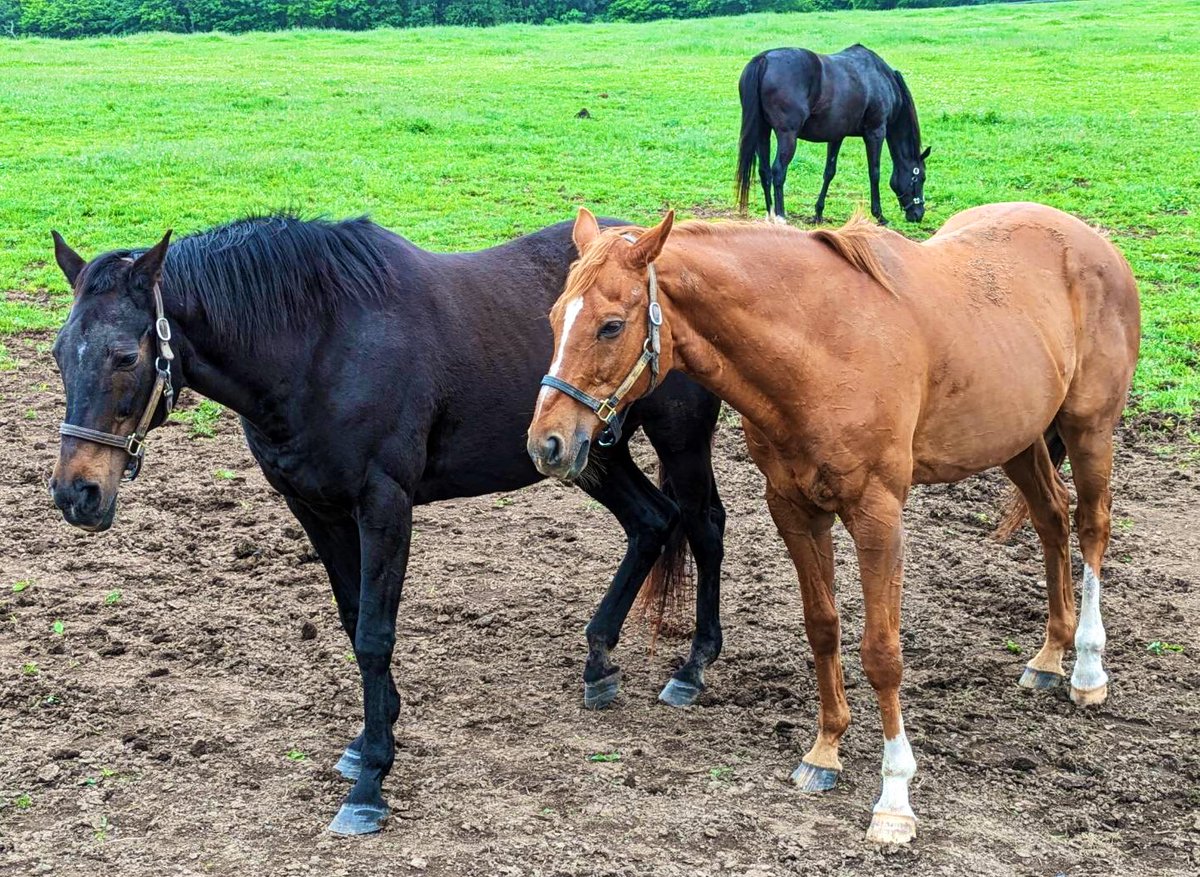 憧れている環境がここにはあります🐎

ポージングしてくれた、アドマイヤジャパンさんとスカーレットレディさん🐴

#放牧地
#トレーラーハウス
#馬旅