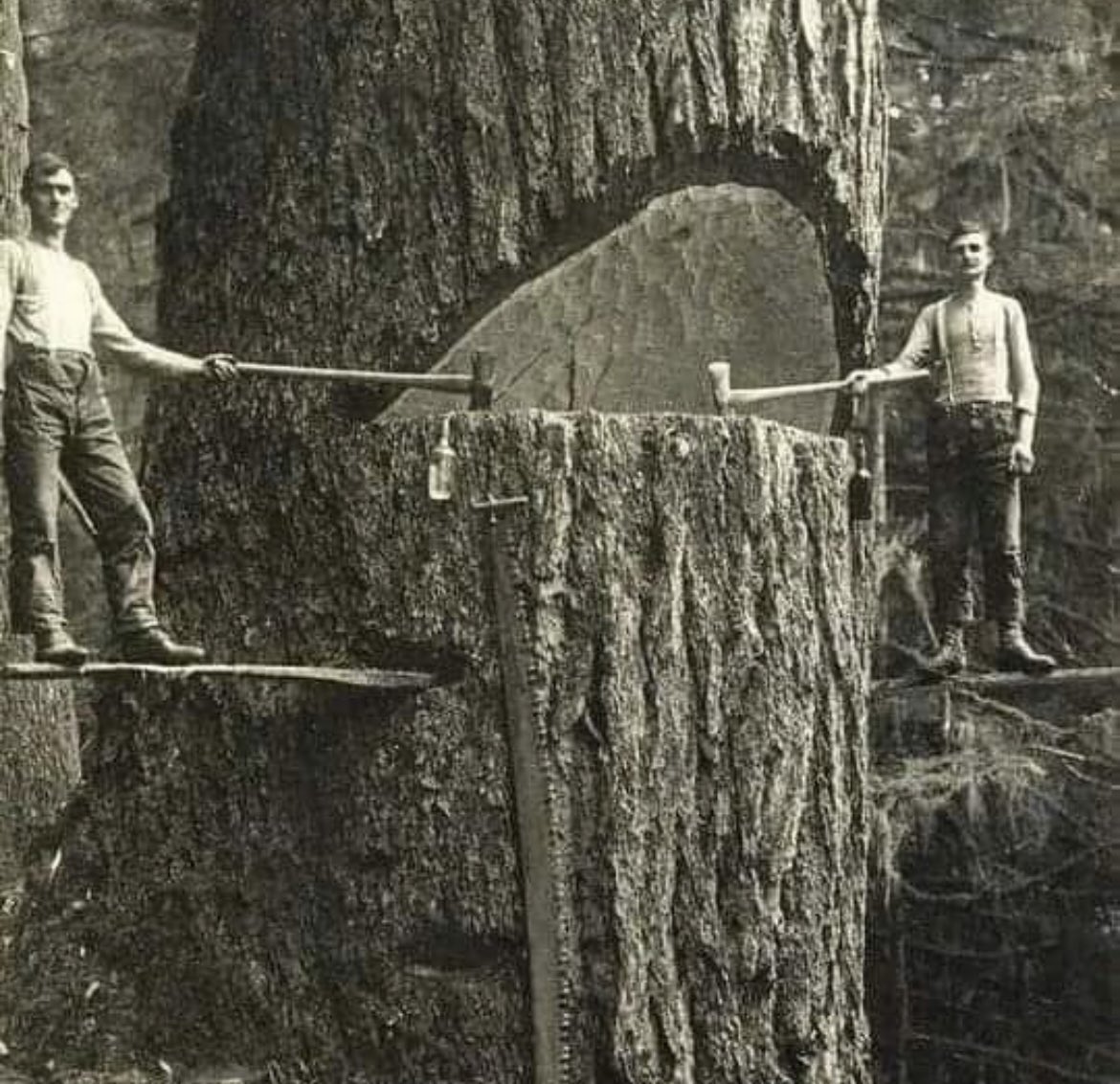 In the early 20th century, the Pacific Northwest region of the United States experienced a significant boom in the timber industry. This photograph shows two lumberjacks cutting a big tree in the Pacific Northwest in 1915.

During this period, the vast forests of the Pacific…