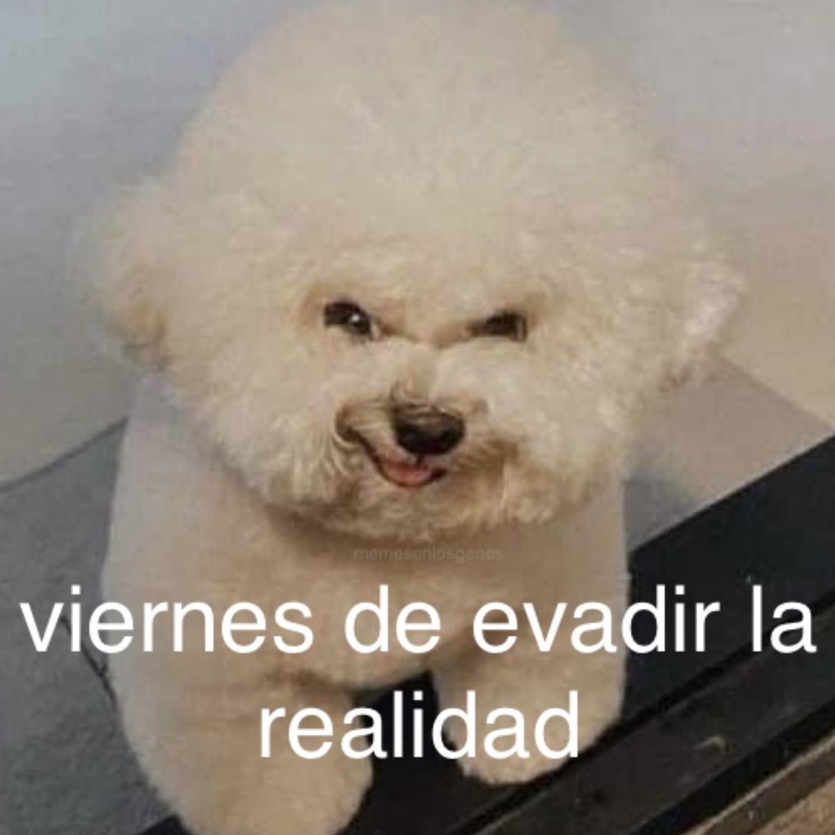memesenlosgenes (@memesenlosgenes) on Twitter photo 