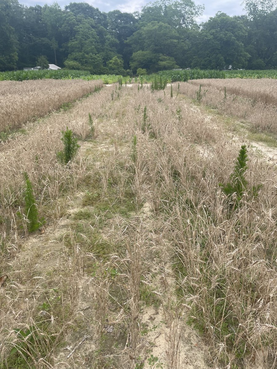 Getting ready to harvest wheat at the Cullars Rotation. Only dogfennel growing at soil pH of 4.5 🌾