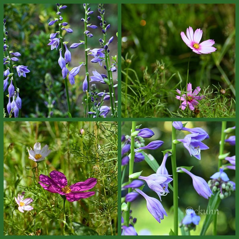 #FlowersonFriday #FloralFriday #FlowerPhotography #Flowers #NaturePhotography #Nature