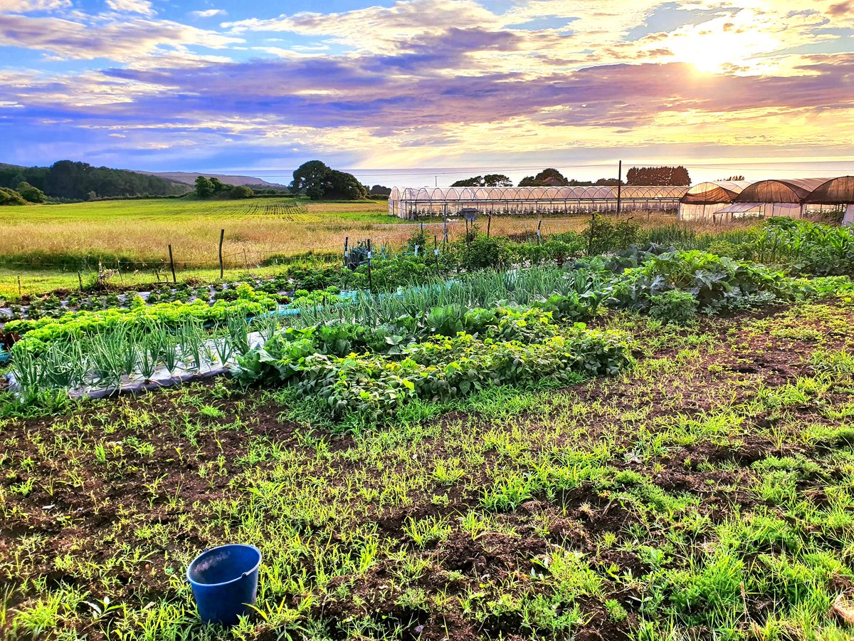 mariiangyy's tweet photo. Vaia vista ten a hortiña de mama Isa. Na horta ten plantado zanahorias, repolo, lechugas, fresas, cebolas, allos, xudias, sandias, melons, pepinos,berenjenas.. No O Sixto (Fisterra) bicos #luar1355 @luartvg https://t.co/xOnDEQ8pEM