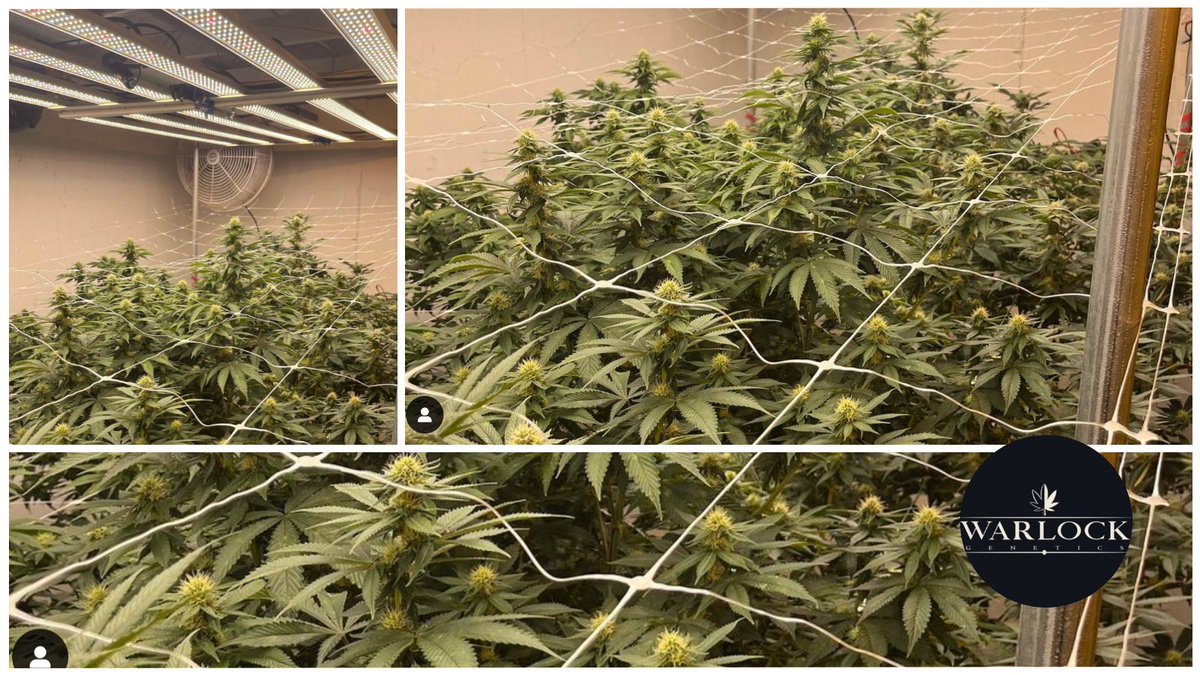 SpecGradeLED's tweet image. Lovely ladies flowering under Verta-6Fs by Warlock Genetics in New Mexico.

#growerspotlight #ledgrow #ledgrowlights #growlights #growlighting #ledgrowlighting  #indoorfarming #cannabis #hemp #marijuana #medicalmarijuana #motivation