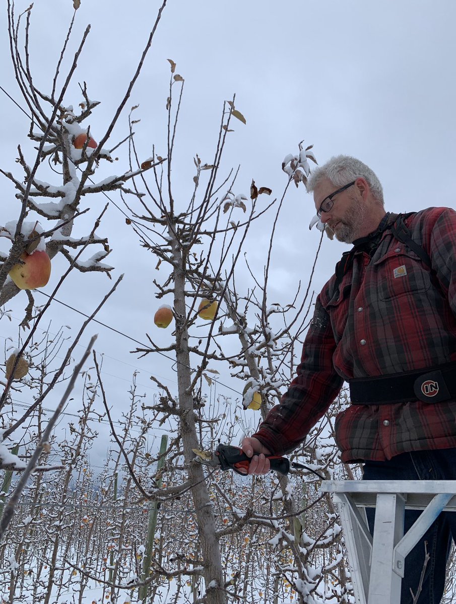 2nd Week of Meet the Team: 
Hank Markgraf (aka Hank The Tank) 

<a href="/AppleHank/">Hank Markgraf</a> started his Ag career 35 years ago. After graduating from Washington State with a B.S. in Horticulture, Hank started as a Field Service rep for BC Tree Fruits, where he worked  for 30 years, (part 1)
