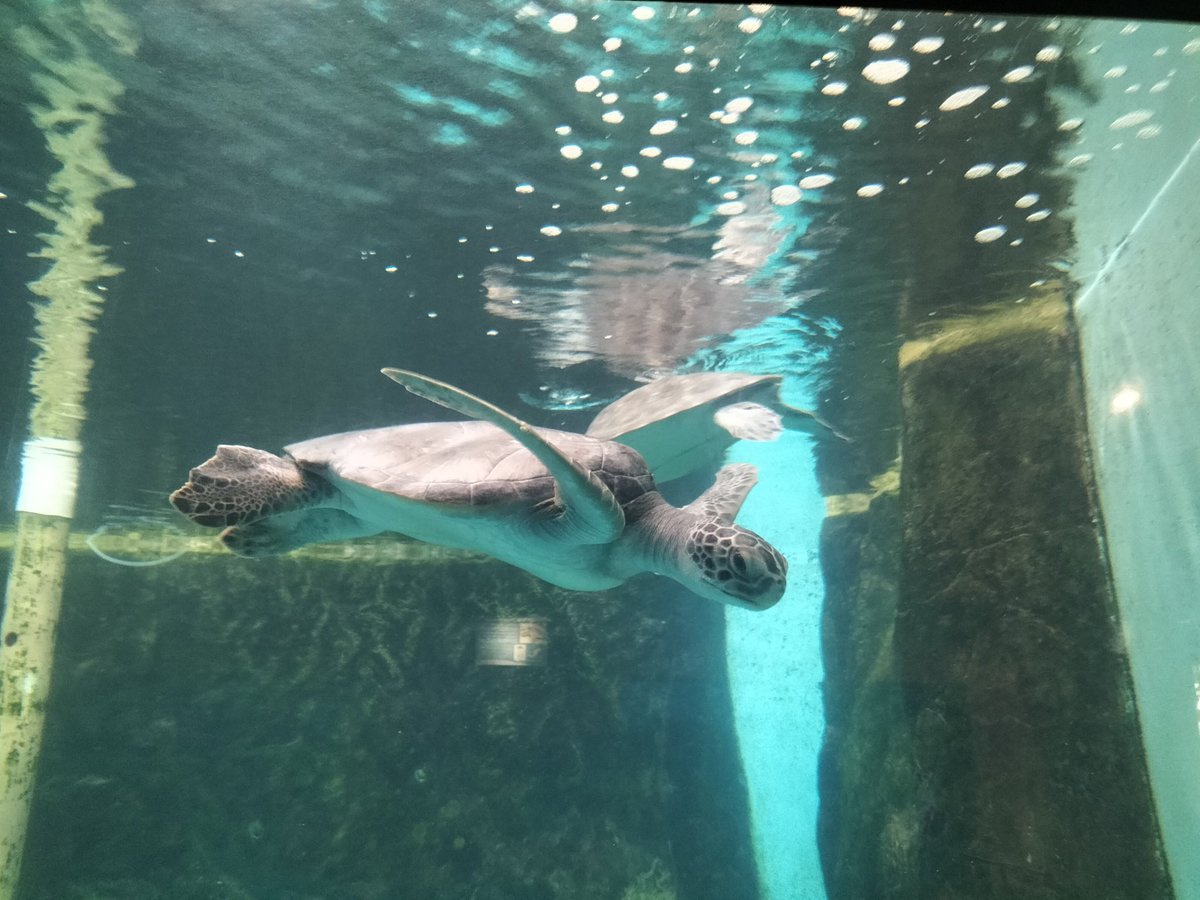 Hoy se celebra el #DiaMundialDeLasTortugasMarinas y pasé a visitar a las comadres aquí en Mazunte 🐢