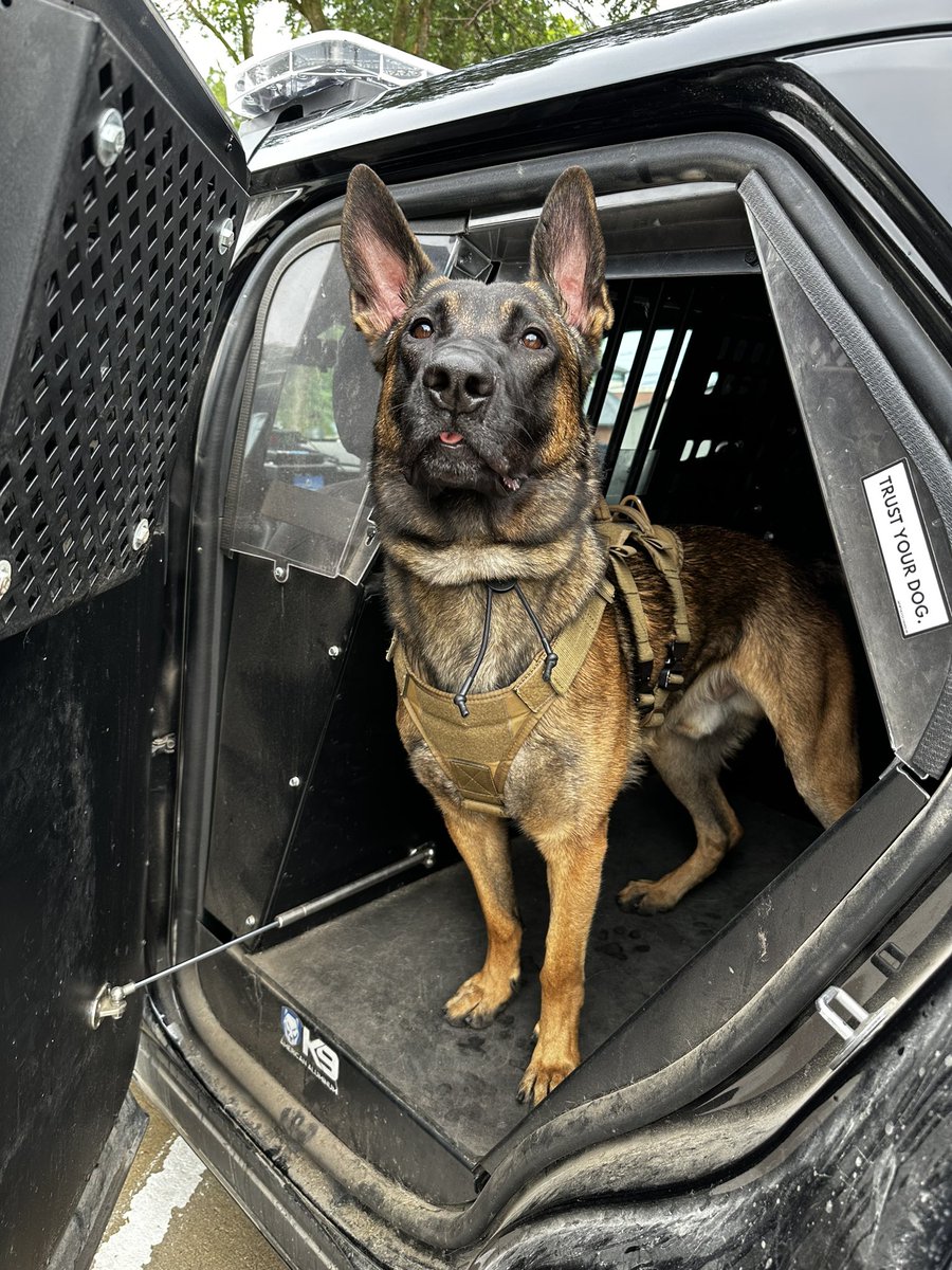 CPDPoPaws's tweet image. It’s Friday and it’s time for a MLEM from #K9Hunk!