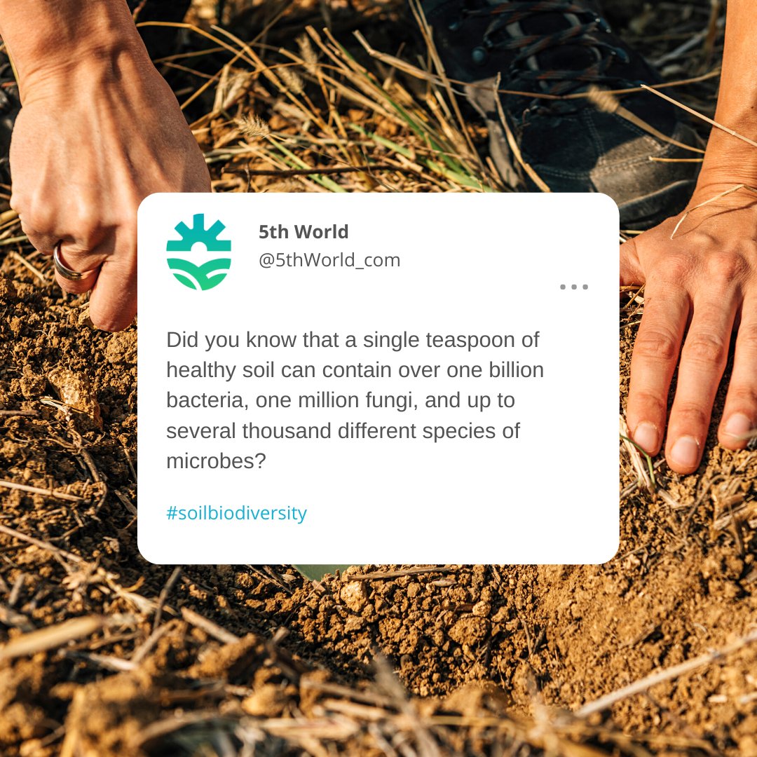 Healthy soil is life. 

#soilbiodiversity #soilhealth #biodiversity #landhealth #regeneration #landregeneration