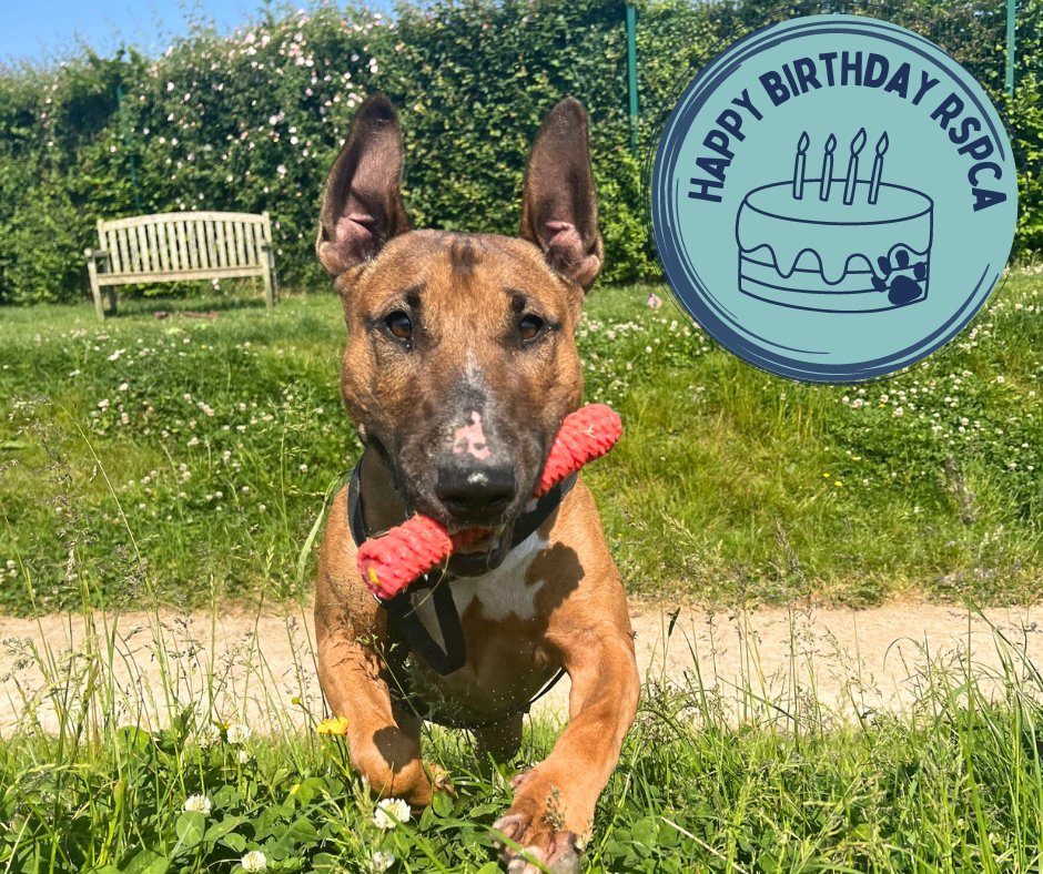 Happy 199th Birthday @RSPCA_official!
We are proud to be an independently funded charity providing a safe place for inspectors to bring animals to rest, recover and heal.

cotswoldsdogsandcatshome.org.uk

#cotsdogscats #animalcharity #gloucestershire #payrollgiving