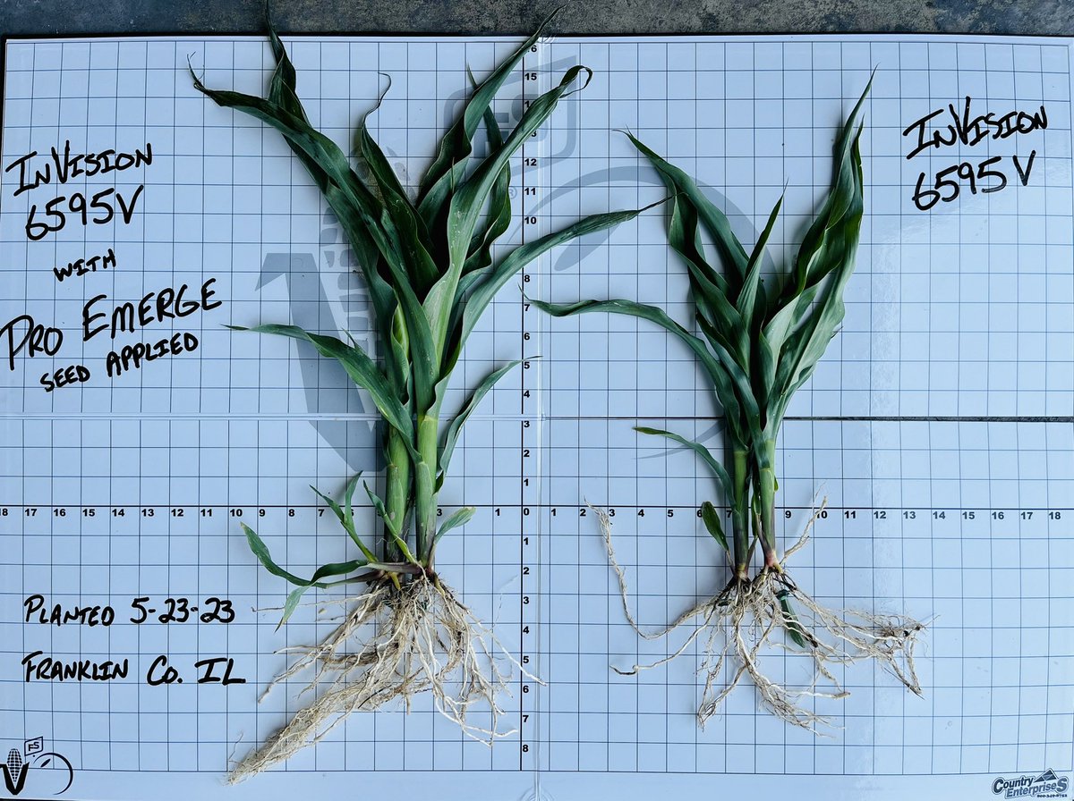 Just out here helping growers make more 💵💵💵with @GMK_Agronomy Pro Emerge seed treatment. <a href="/InVISION_HiSOY/">FSInVISION_FSHiSOY</a> <a href="/Southern_fs_inc/">Southern FS</a> <a href="/jp_fosse/">john fosse</a> 
💥While your seed company disappears, we’re still here💥