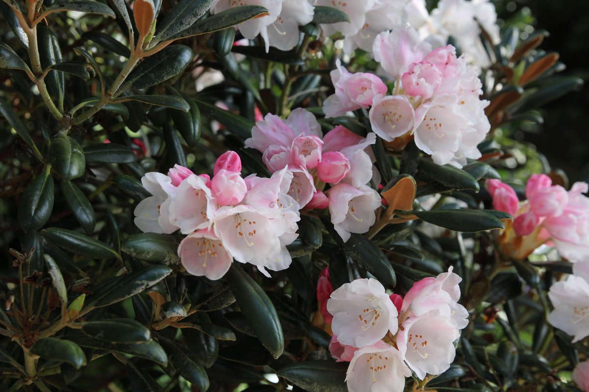 luceinthegarden's tweet photo. Did you enjoy the yaks this year? Rhododendron yakushimanum put on a beautiful show around the garden last month 😍

@BodnantGardenNT https://t.co/A8oyfwWwEk