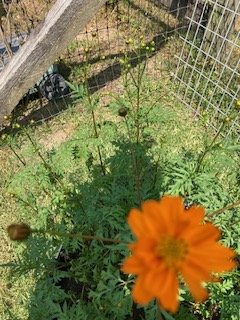 @Camz99 @Traidcraft @Daisybelll @CNDuk @RBSTrarebreeds @FairtradeUK @CancerMatters Hi Cameron and TY as always. The first cosmos in my garden bloomed this morning just for you. And @Daisybelll. Happy Weekend!