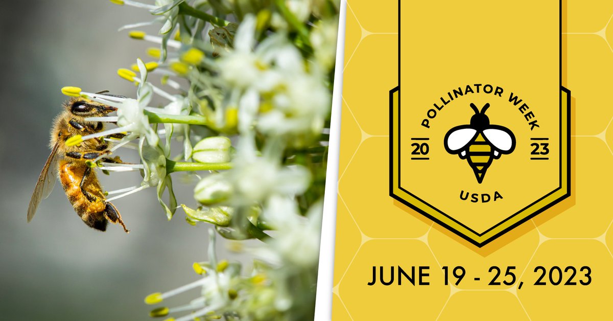 USDA's tweet image. During the week of June 19 – 25, 2023, USDA is recognizing National Pollinator Week through the continued commitment and support for pollinator health and research 🐝 bit.ly/3XdOiUF

#PollinatorWeek #PollinateAmerica