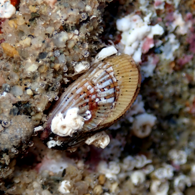 THIS IS HAPPENING: #SnapshotCalCoast runs June 17 – July 9, & science needs your help documenting intertidal nature big & small so decision-makers can better protect our coastlines. Learn more & get involved here: bit.ly/snapshotcalcoa… PS: Creature details in alt text!