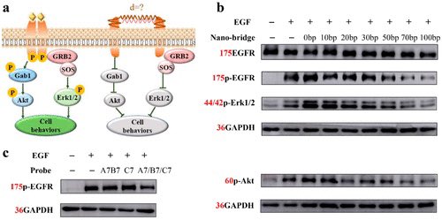 Spatial Control of Receptor Dimerization Using Programmable DNA Nanobridge pubs.acs.org/doi/10.1021/ac… Aptamer-based double-stranded DNA bridge acting as “DNA nanobridge”, which regulates receptor dimerization by changing the number of bases.