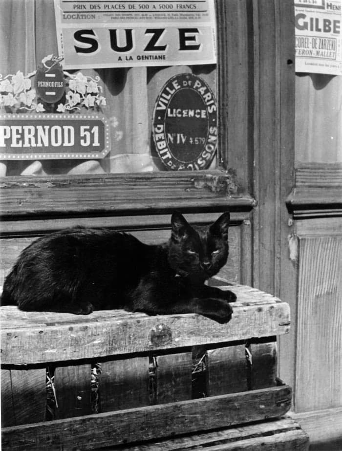 Nicolas Yantchevsky. 
Le chat du bistrot 
c.1955. Paris