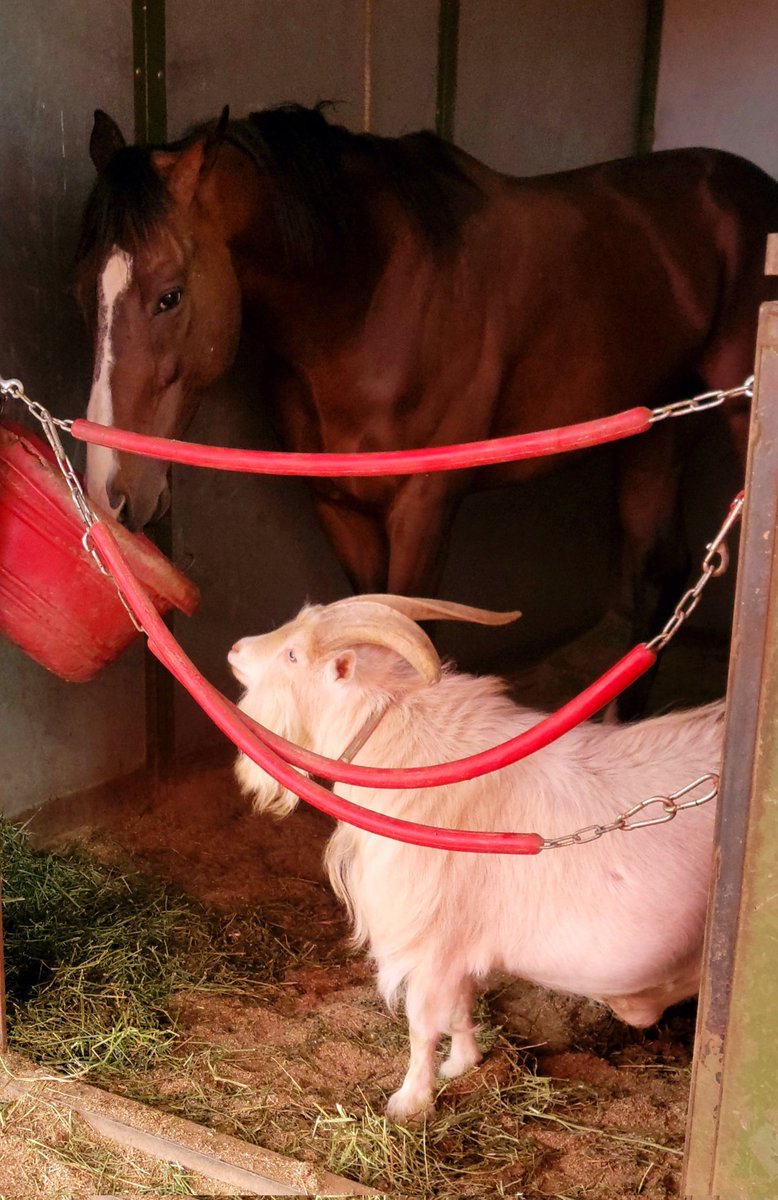 CcPerkinson's tweet image. #JeffersonTheGoat waiting patiently for his turn at some grub @ArapahoeParkRac