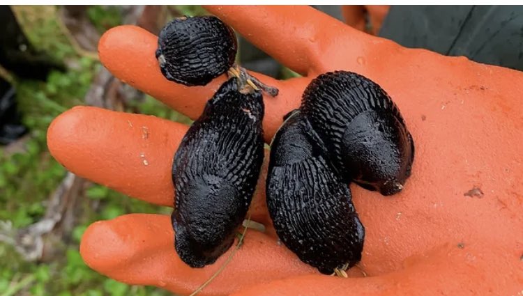 RD_Alaska's tweet photo. If I were #Whittier I’d have a joke about this invasive species awareness and prevention event, but maybe we can just meet each other there and #SlugItOut!

https://t.co/xHn5SF9BbE https://t.co/5IKtCHBEDV