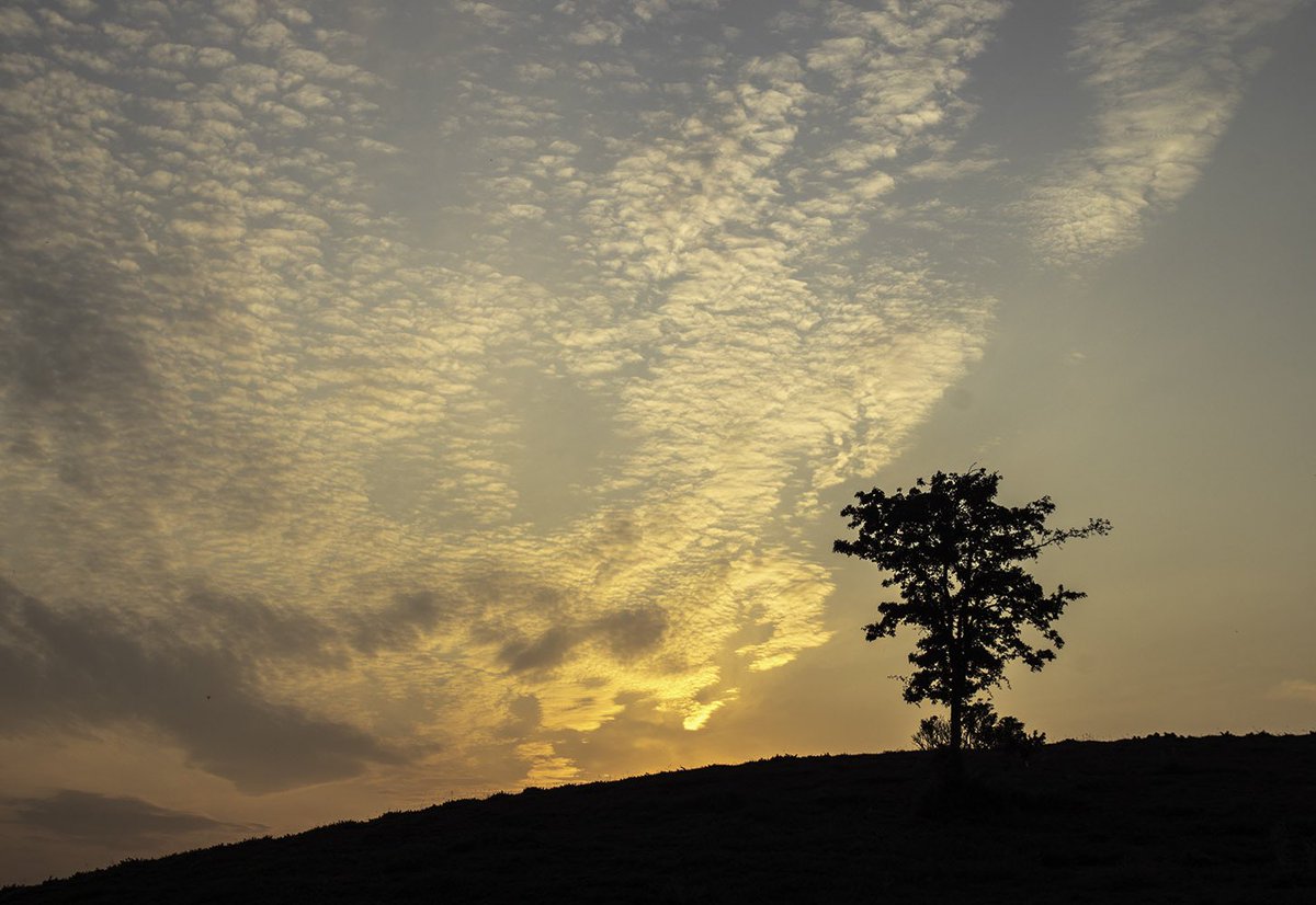 Eamon_Timmins's tweet image. Lone tree hill, the #Curragh, #KildareIreland