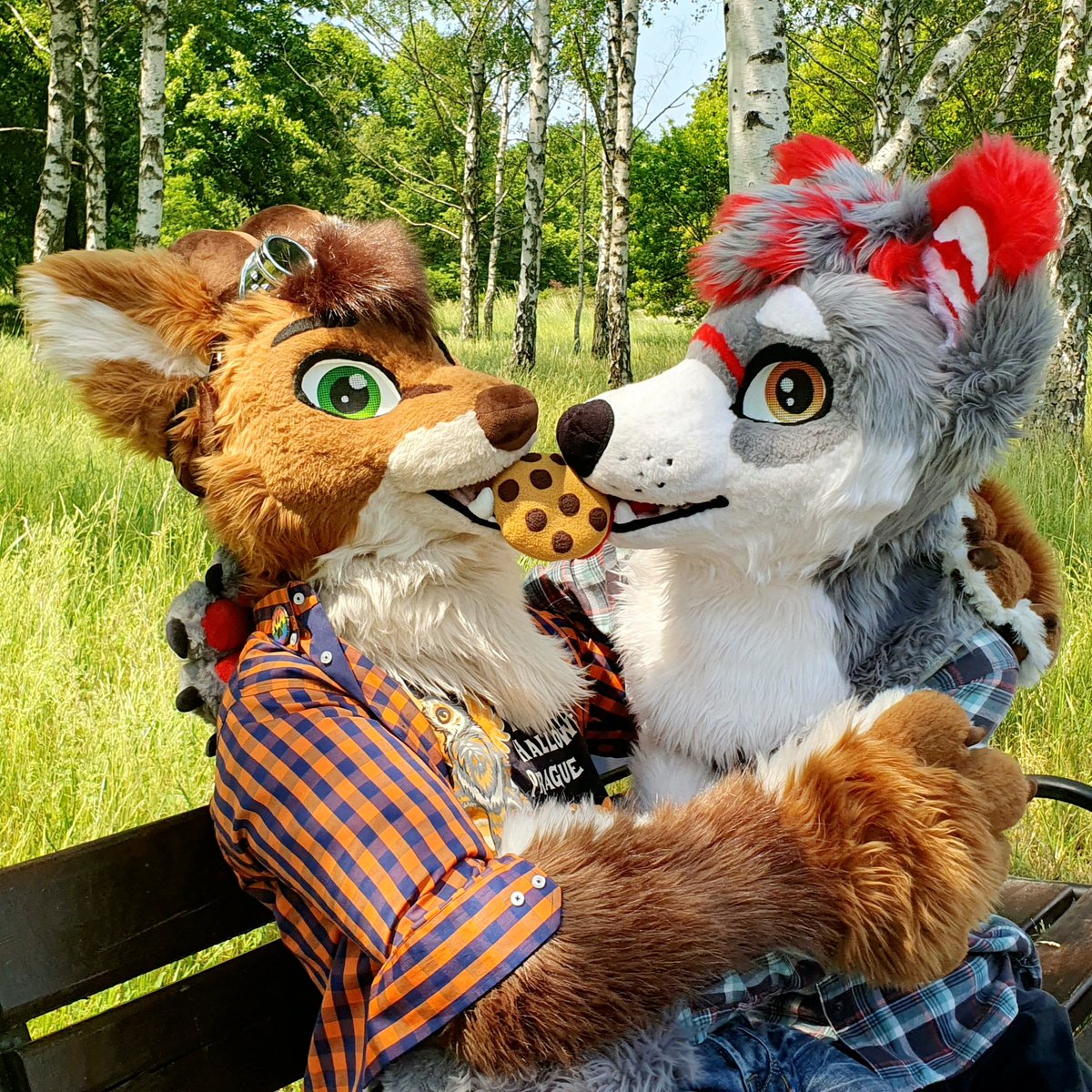 Remember to share a cookie with your fellow furs! 🍪🍪🍪

<a href="/MiloBlackstar/">Milo Blackstar</a>  - wolf in right
Me - floppa

#FursuitFriday #Furry #fursuiting #fursuit
