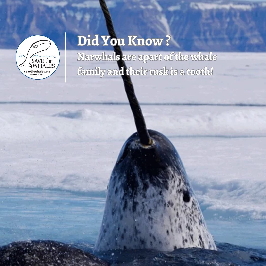 Happy #funfactfriday ! Did you know that the narwhal tusk is a tooth?
They are small whales (13-18 feet) that live in Arctic waters around Canada, Greenland, and Russia. 
To learn more about narwhals, check out our website:
savethewhales.org/narwhal/
#narwhal #savethewhales