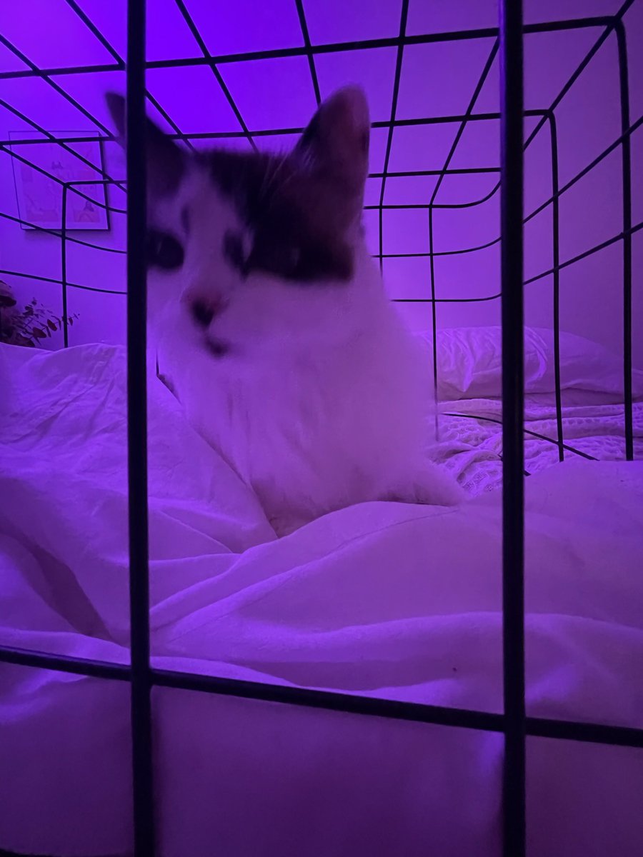 goblin on Twitter "the goblin has been contained"