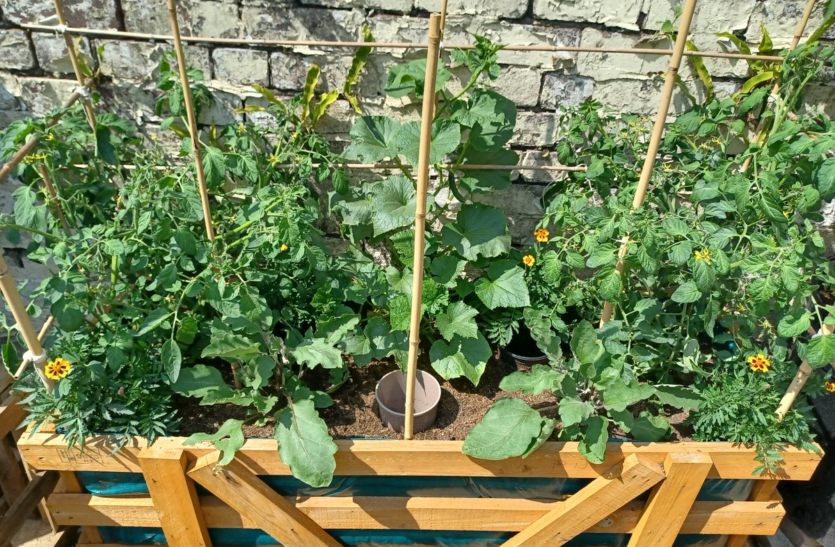 Evening all, this heat has really got  my tomatoes, aubergines and cucumbers going. First time growing in my upcycled raised bed and so far it's working very well, much easier than growing them in individual pots. #GardenersWorld #shoutyhalfhour #gardeningtwitter #gardenshour