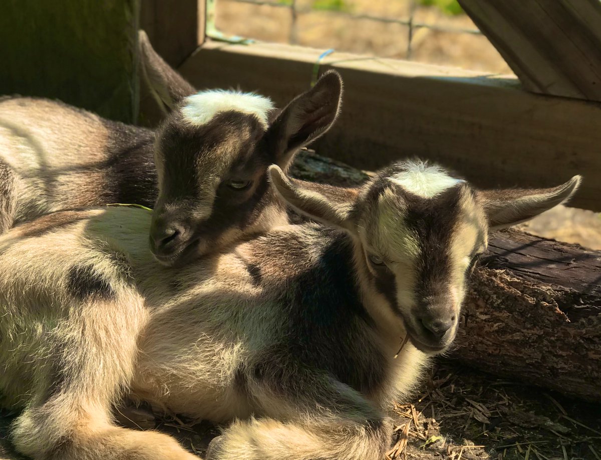 Two more “kid” pics. These brothers are super cute. All snuggled up by the fence, basking in the warm sun. What could be better….. 
#grayhobbyfarm
#goatyoga
#lovemygoats