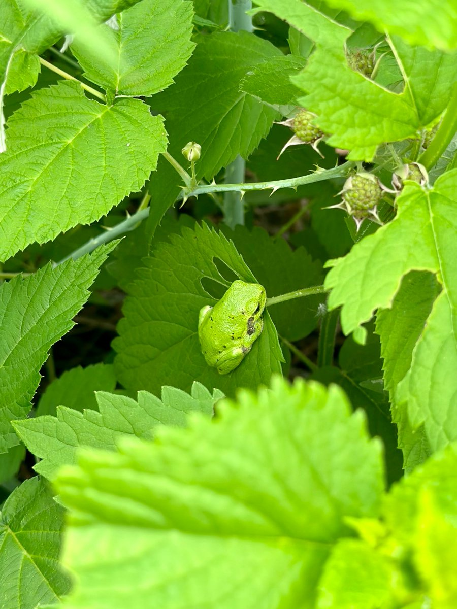 Green 🐸 Unbothered 💚 On my leaf 🌱 Thriving 🙌

The treefrogs have emerged! These amphibians are common across Minnesota. They spend their summer near wetland and woodland habitat and are even found in residential areas snacking on insects attracted to lights.

#NatureOfSummer