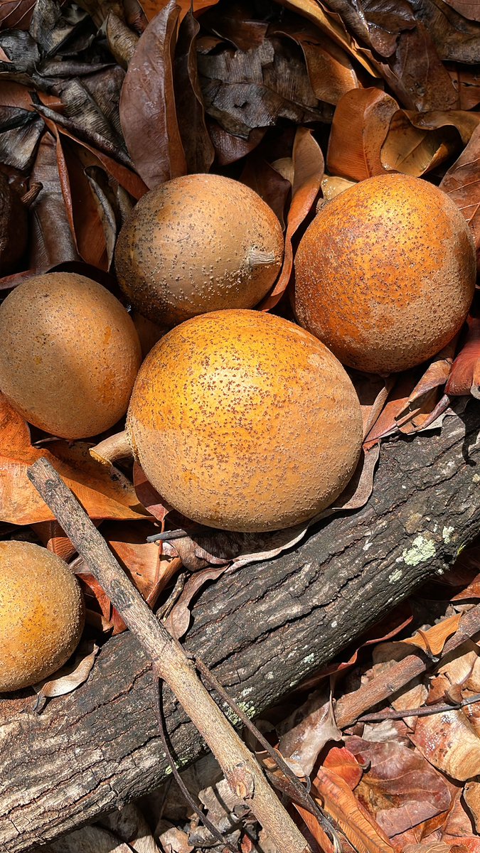 StimpflingEric's tweet image. #ProductionLocale 🥭🍍🌱
Abricot-Pays Lamothe: 1 ancienne variété préservée à la pépinière Sainte Geneviève sur les hauteurs du #Baillif. Hommage à un pépiniériste passionné
#locavore  
@guadeloupela1e