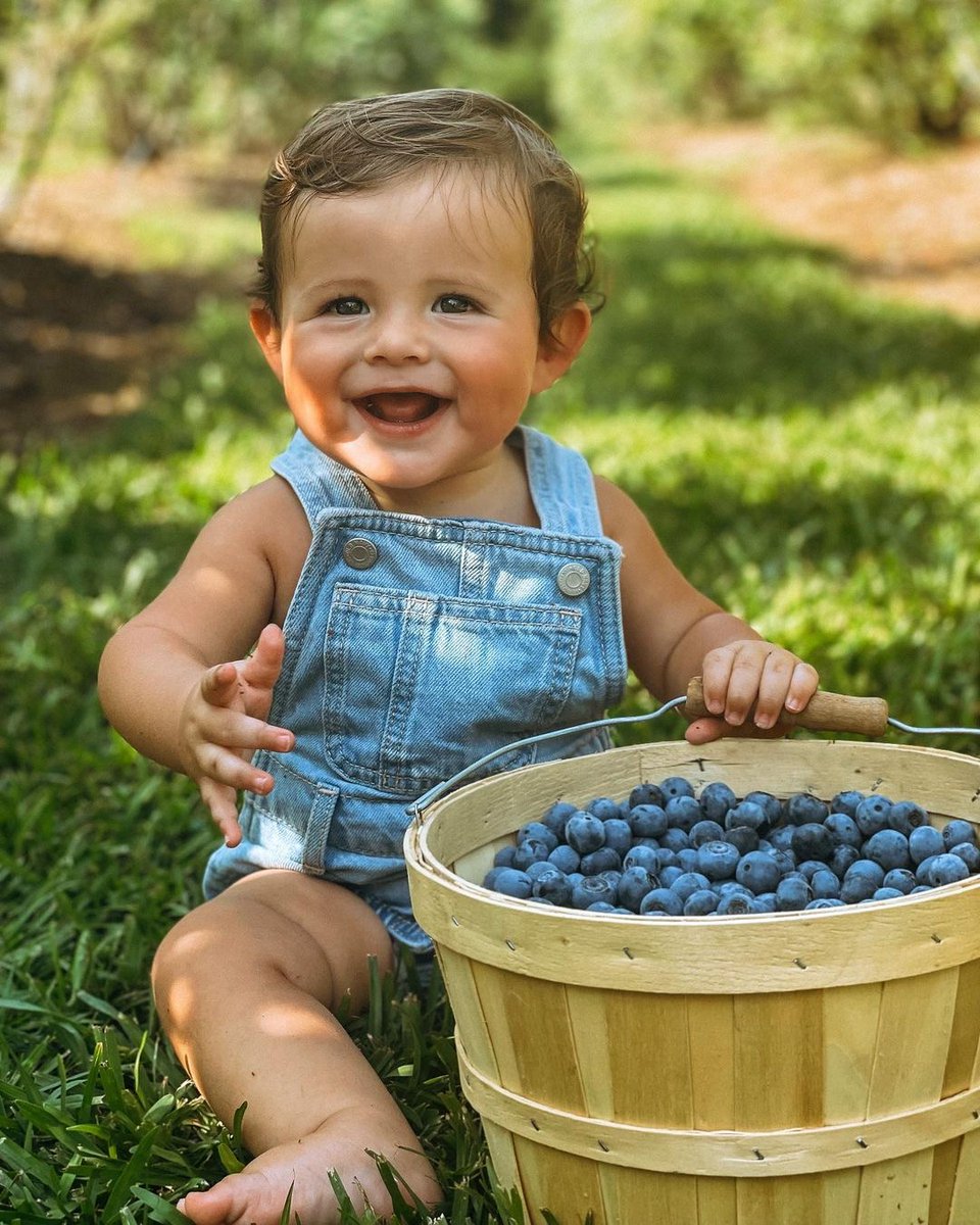 blueberries's tweet photo. There’s no better way to enjoy the outdoors with than by visiting your local farm to pick some blueberries. Make sure to tag us in all your blueberry picking adventures this summer! 📷: @reaherring https://t.co/diMxQmts9r