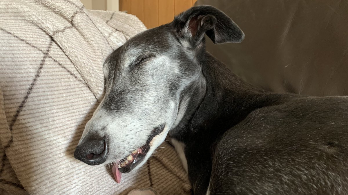 Can you help Harris’ dream to end greyhound racing in Scotland 🏴󠁧󠁢󠁳󠁣󠁴󠁿 come true?
He needs everyone 🌏 to please sign the open letter to @scotgov urging them to #BanGreyhoundRacing. 
#UnboundTheGreyhound #AnimalCruelty @rickygervais 

bit.ly/unboundthegrey… ✍🏻🐾🐾 PLEASE RT! 🙏🏻