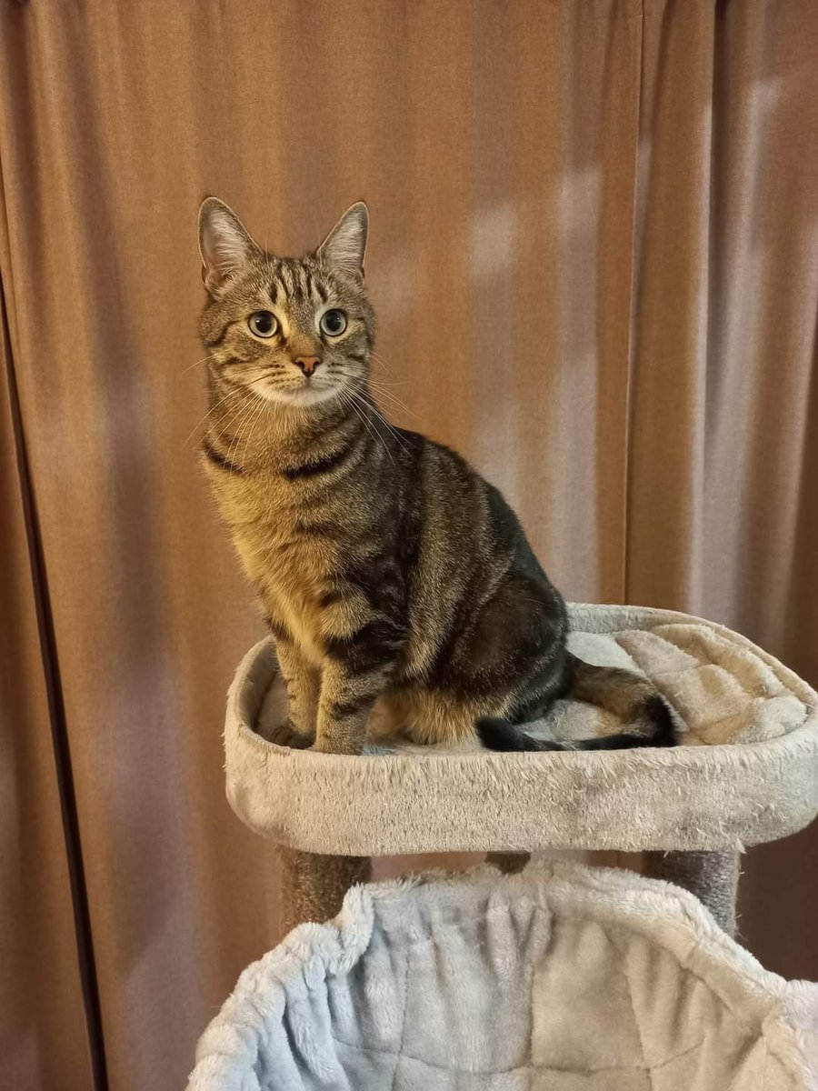 Luke is vermist in Lokeren, regio Voetbalwijk.
Hij is een huiskat en komt normaal gezien niet buiten.
Ontsnapt langs het dakraam.
Komt als je zijn naam roept.
Iedereen is zijn beste vriend.
Zijn zus Leia snapt er niets van.
😓